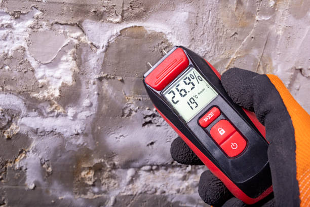 Best Black Mold Remediation in Tton, IL
