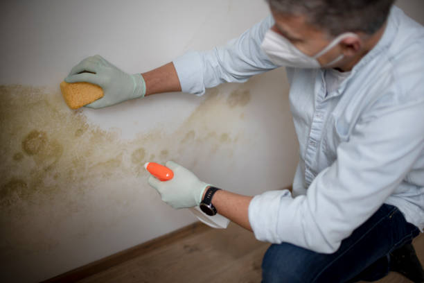 Best White Mold Remediation in Tton, IL