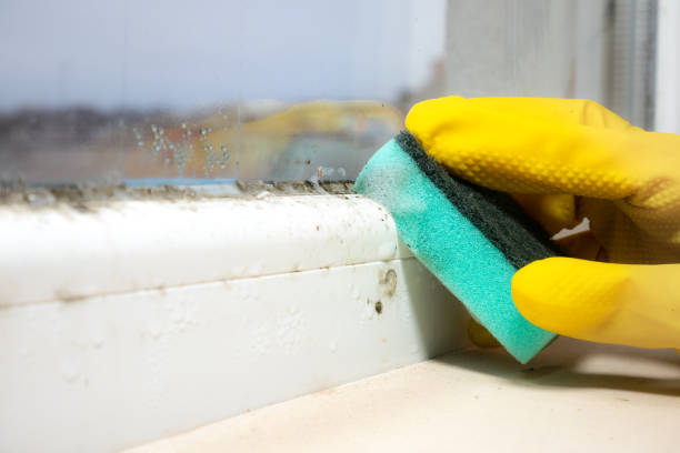 Best Bathroom Mold Remediation in Tton, IL