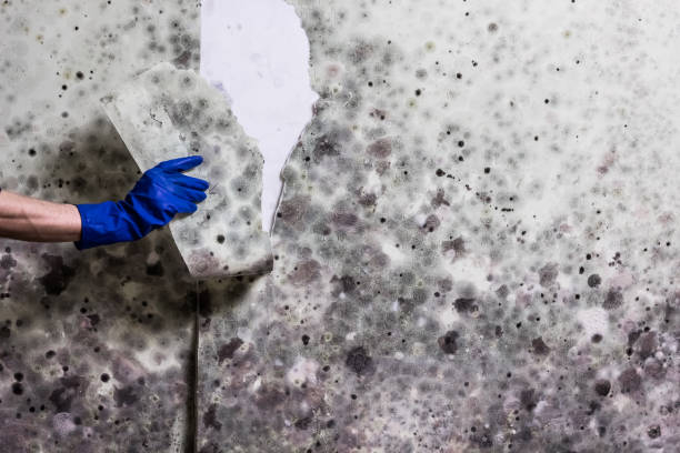 Best Localized Mold Remediation (e.g., coastal areas, humid climates) in Tton, IL